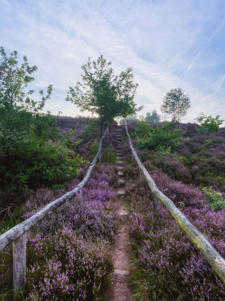 vakantiehuis vakantievilla De Nachtzwaluw - vakantie in de natuur Kempen
