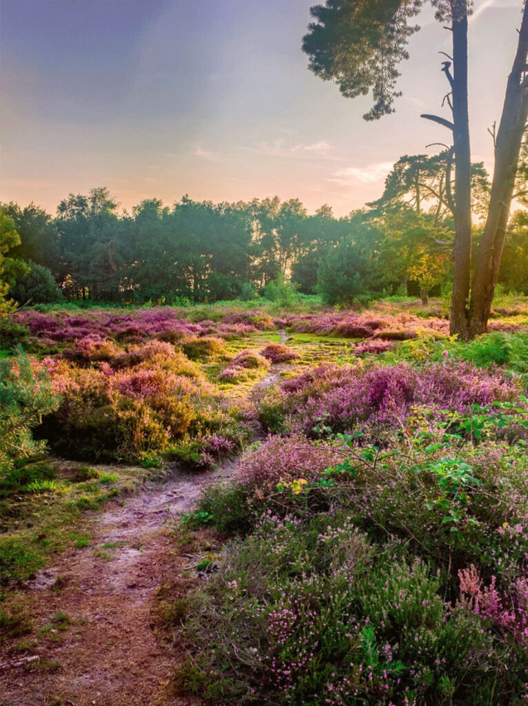 vakantiehuis vakantievilla De Nachtzwaluw - vakantie in de natuur Kempen